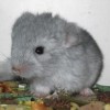 Мачо