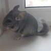 Мишко