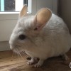 Гензель Джин