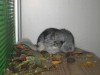 новорожденная