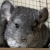 Марин 