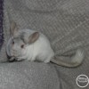 Марта
