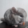 Форд