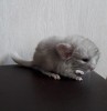 10 дней
