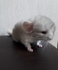 10 дней
