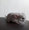 10 дней