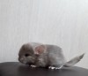 10 дней