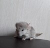 10 дней
