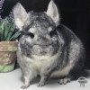 Милана