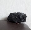 5 дней