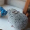 Акаи  Вик