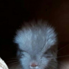Персик