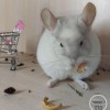 Снежа