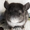 АС Дизаир