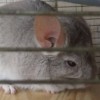 Персик