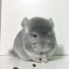 Казанова