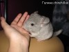 Кассия