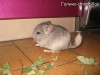 Кассия