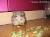 Кассия