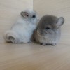 1 месяц