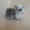 1 месяц