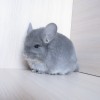 4 мес