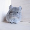 4 мес