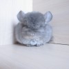 4 мес