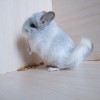 4 мес