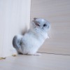 4 мес