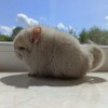 Адель