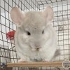 Климент