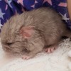 Кекс