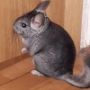 Макс