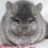 Лучик 