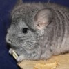Вернер