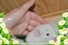 Умка
