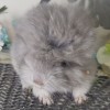 АС Асоль