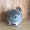 Глэмер