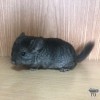 Лерри