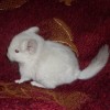 Кимико
