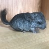 Марена