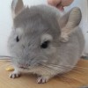 Милтон