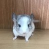 Сильвер
