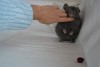 8 мес