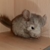 Чивас Вик