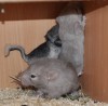 3 дня