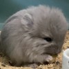 Мейкснс