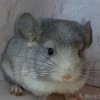 Снежка