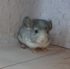 1 месяц 